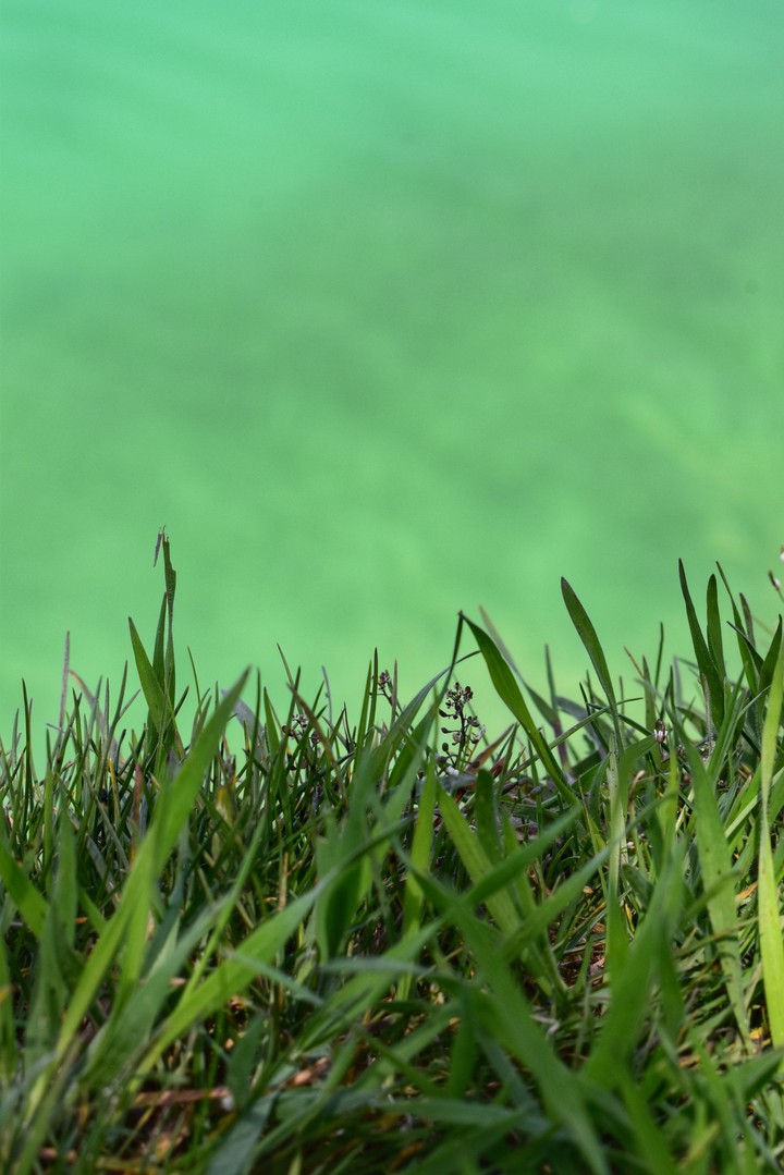 grass