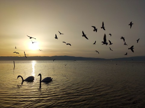 Swans 'N Seagulls