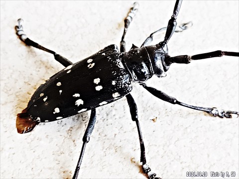 bug, parasite wallpapers