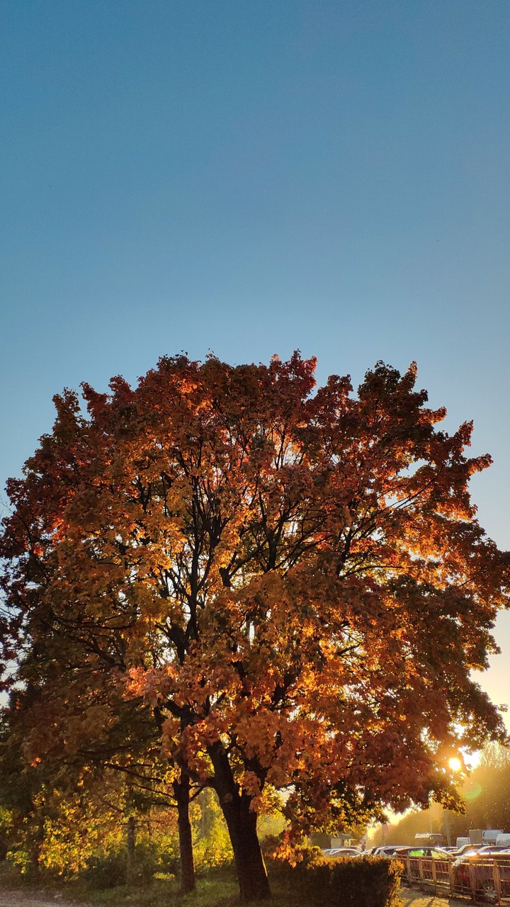 Autumn