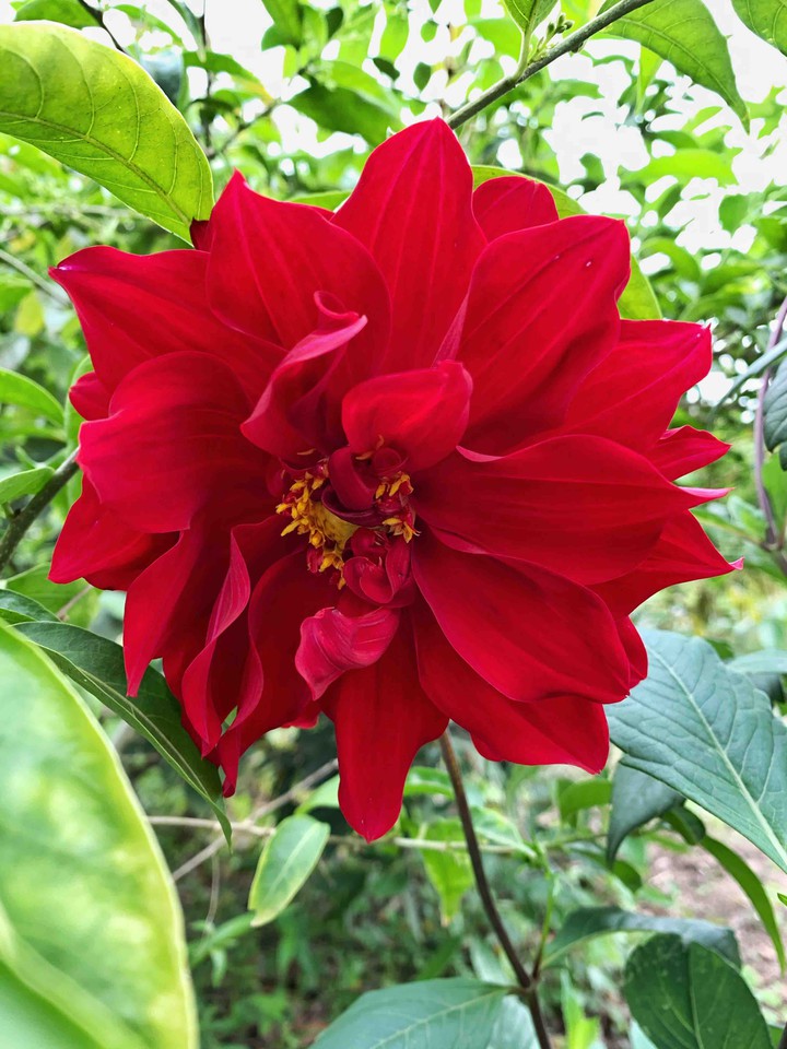 Flor vermelha