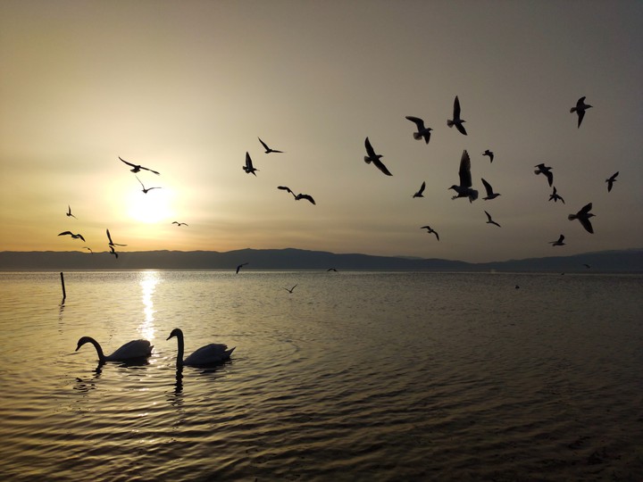 Swans 'N Seagulls
