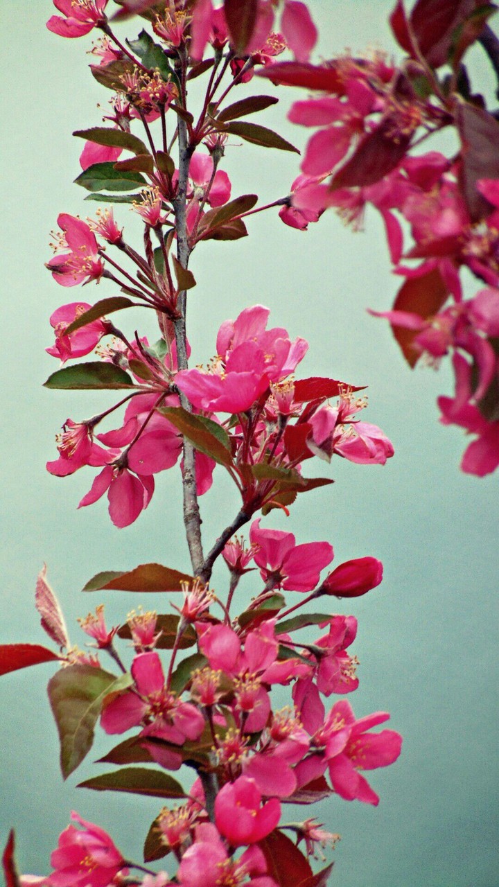 Spring Bliss 
