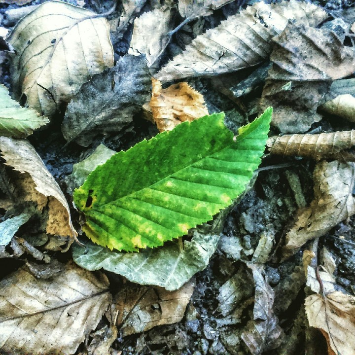 autumn is coming