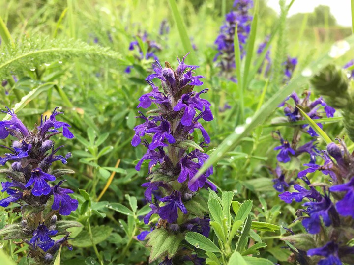 wild flower
