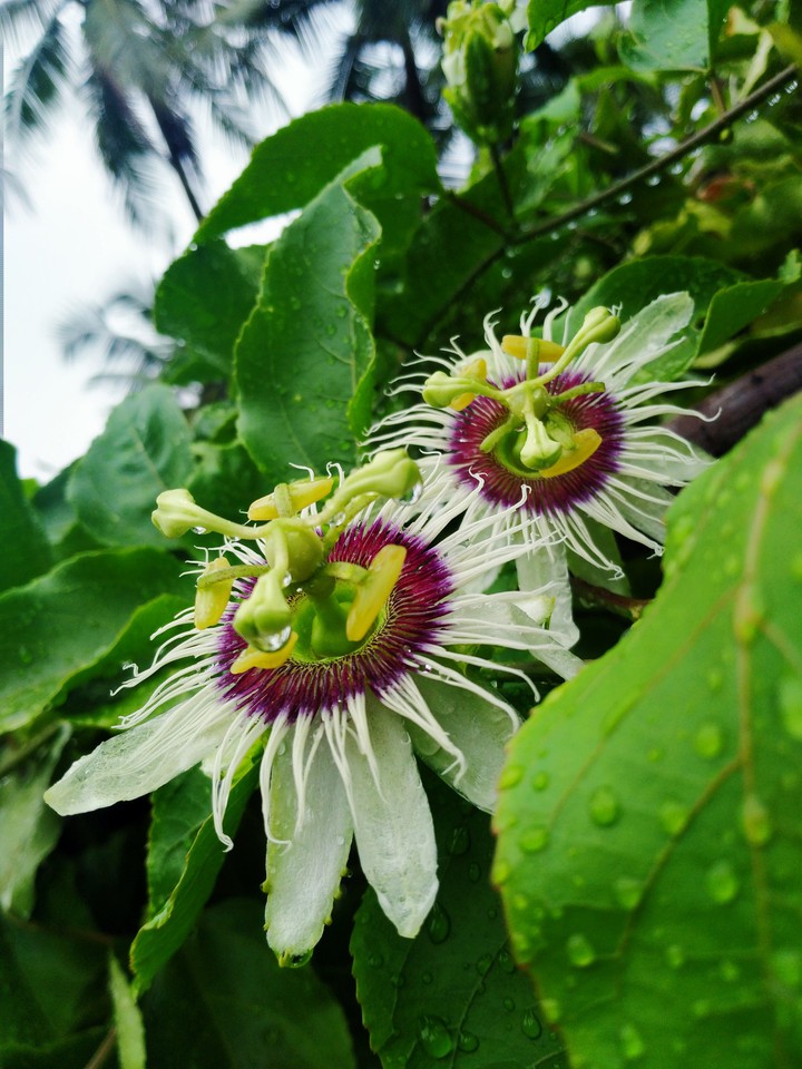 nature