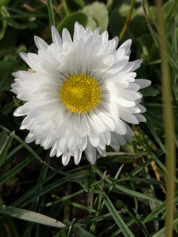 Gänseblümchen
