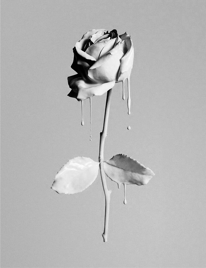 rosa