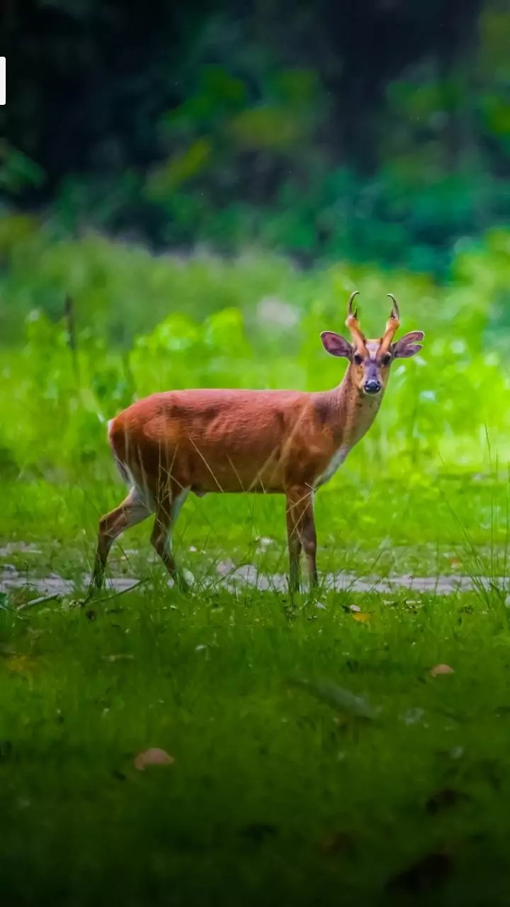 Animal