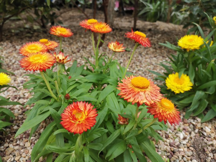 orange