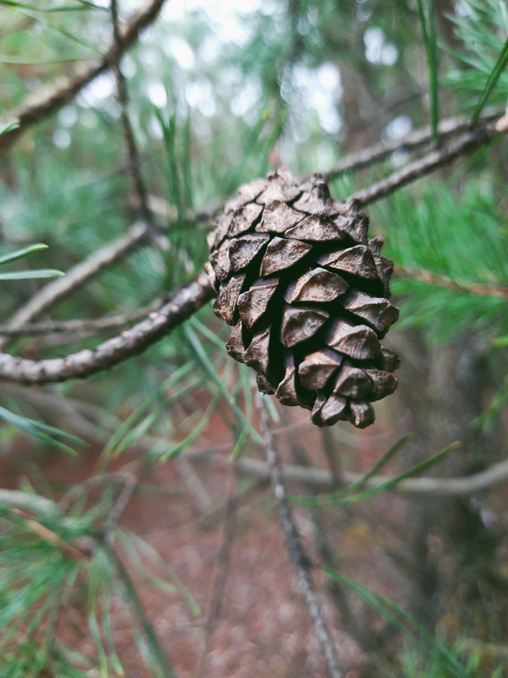 Cone
