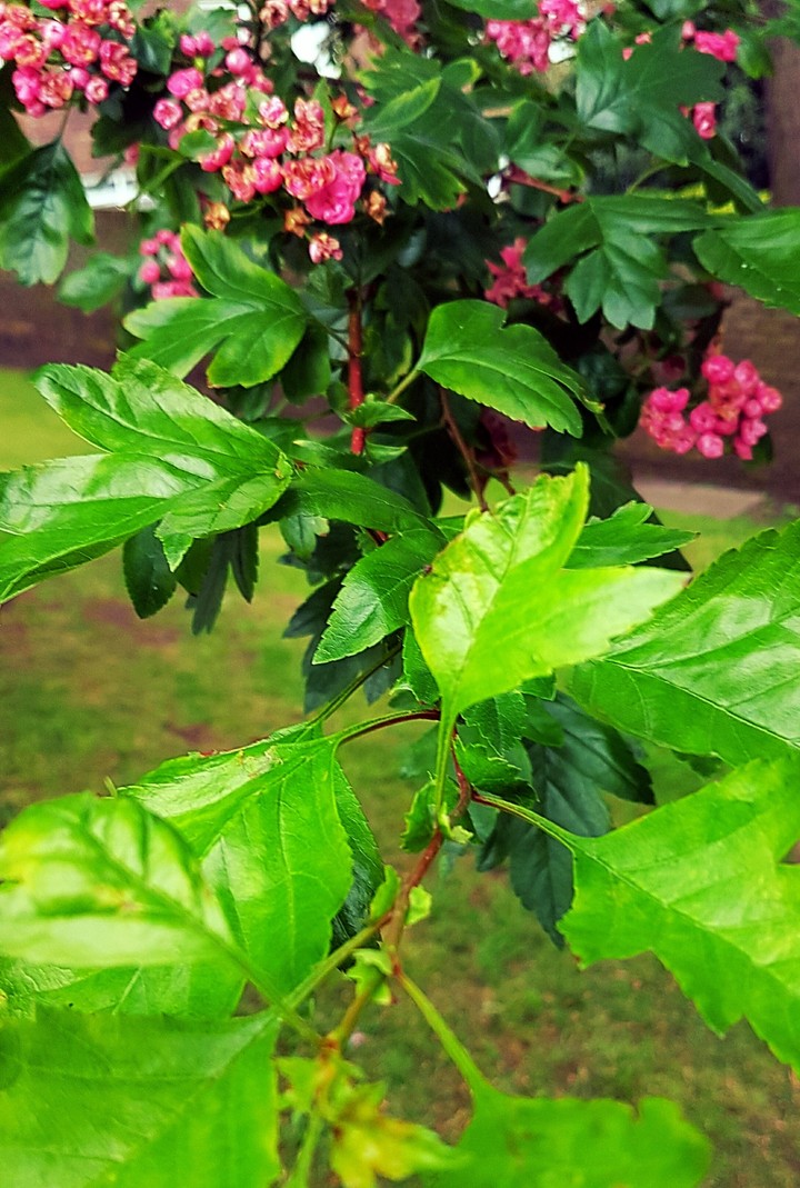 nature