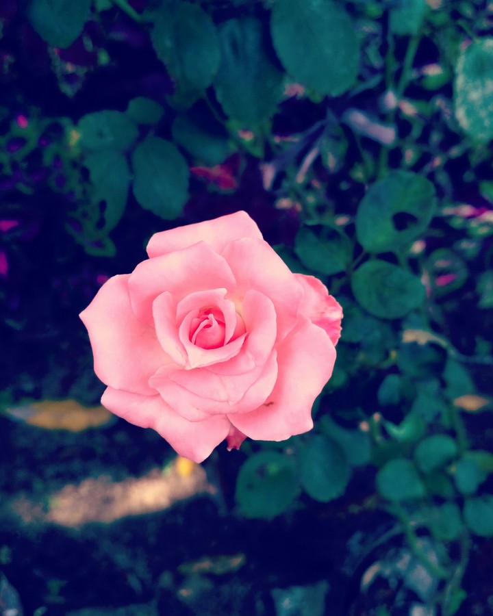Rose flower