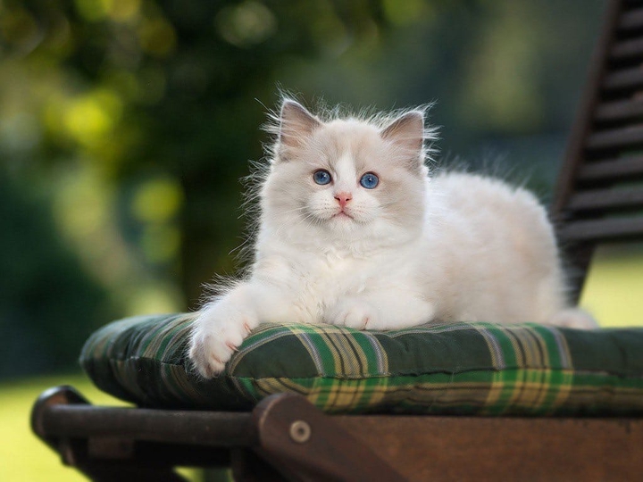 Кошка