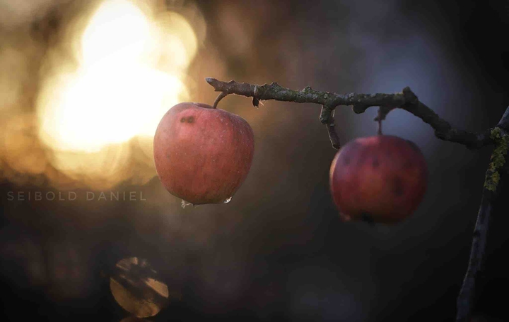 Äpfel