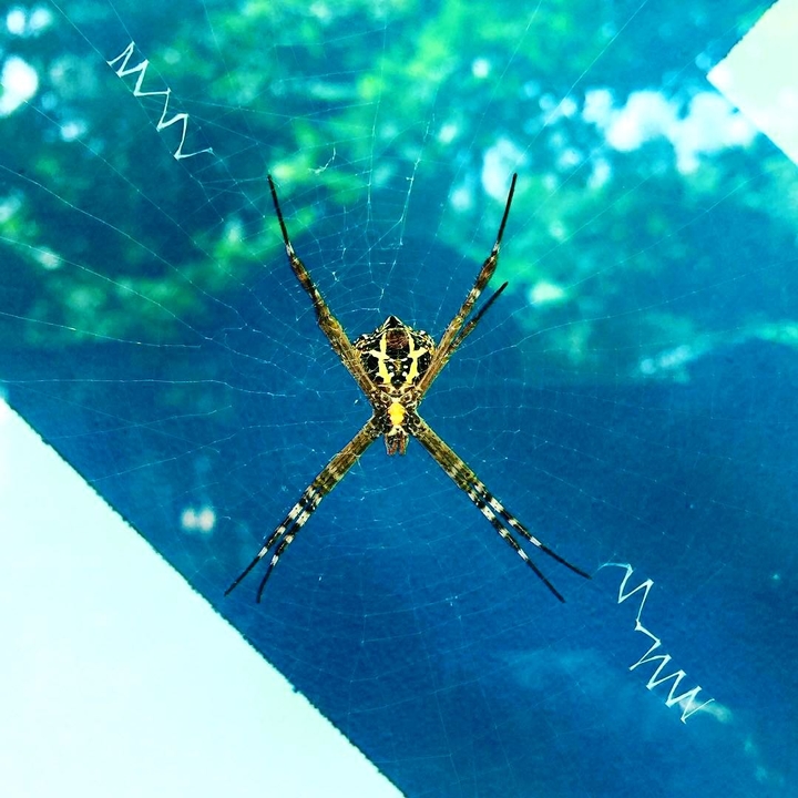 spider with it’s web