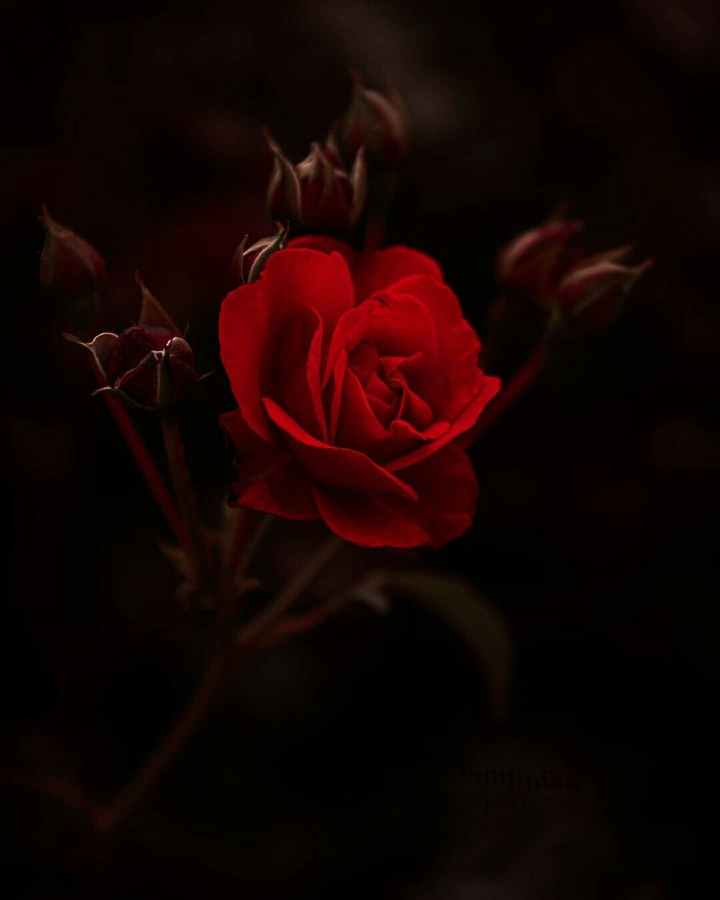 #Love Passion ❤