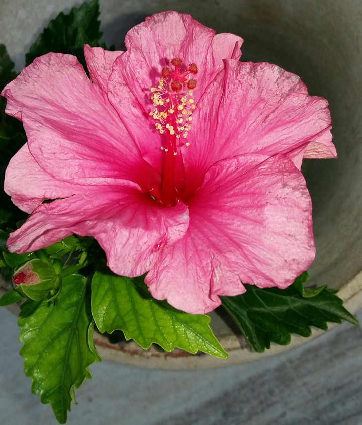 pink flower