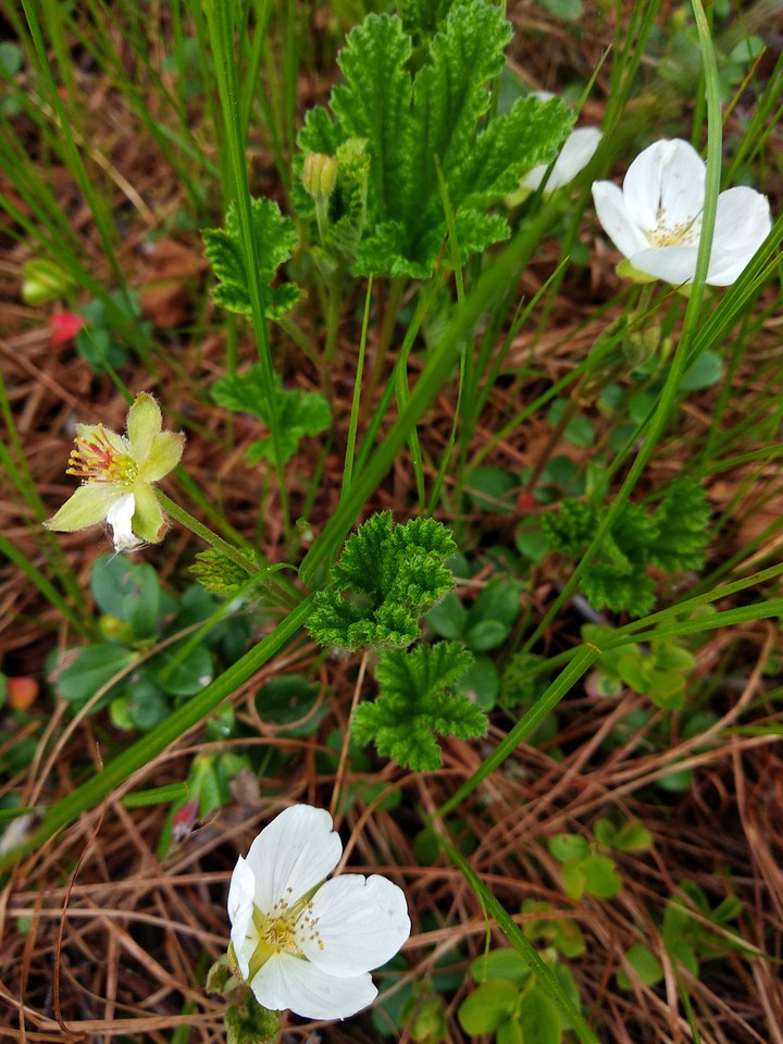 Cloudberry