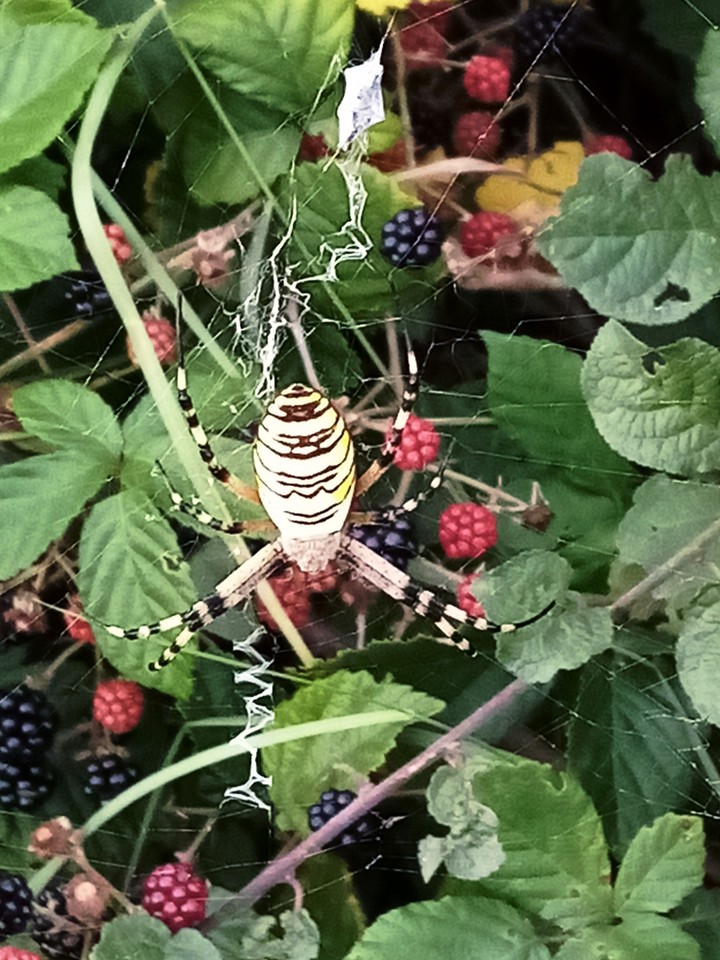 Grosse araignée tissant sa toile
