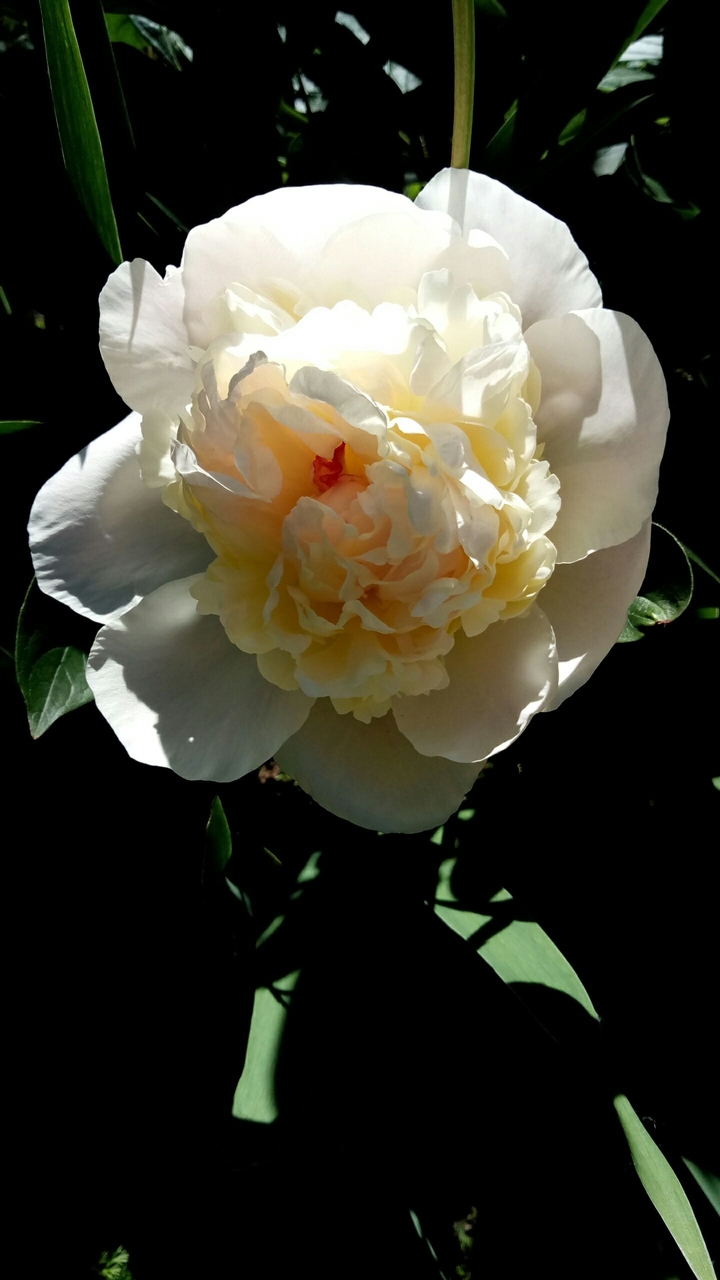 peony