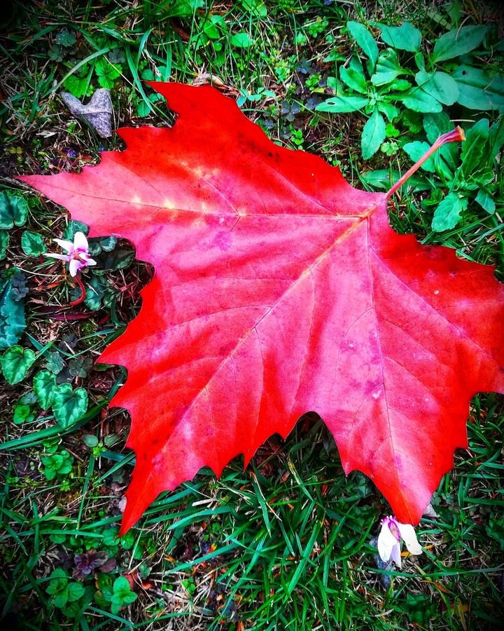 In mygarden ?