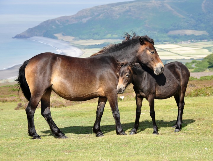 horses