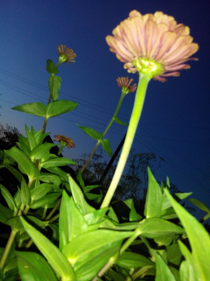 Flower
