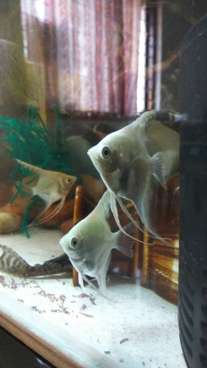 fish