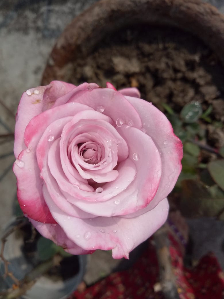 Rose
