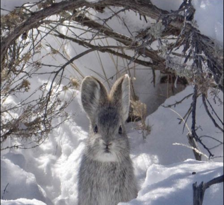 animal