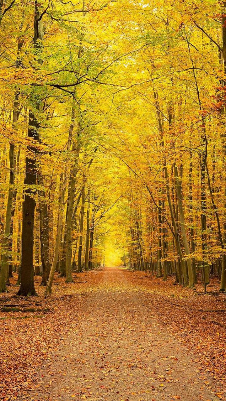 Autumn Walk
