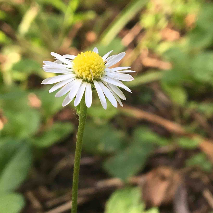 Daisy.