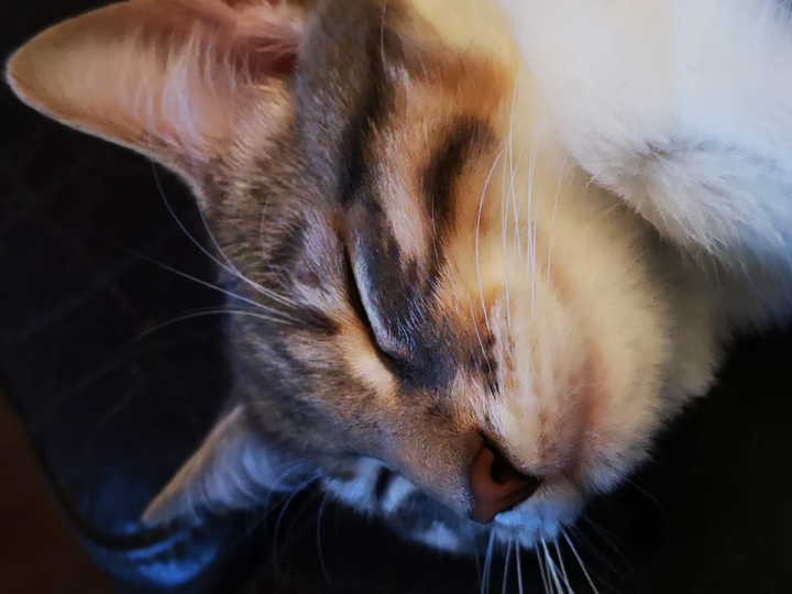 Little Cat