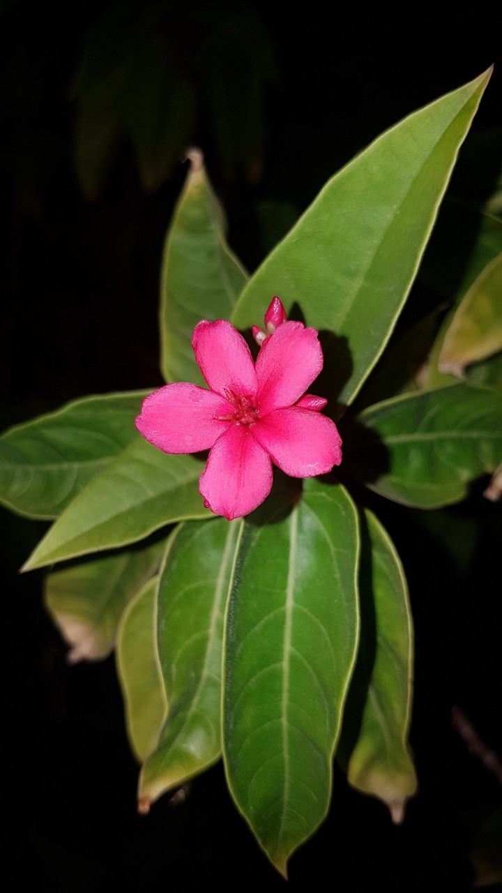 Nice flower