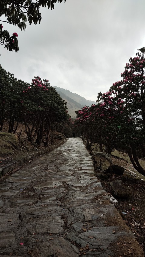 Tungnath Chopta Trek