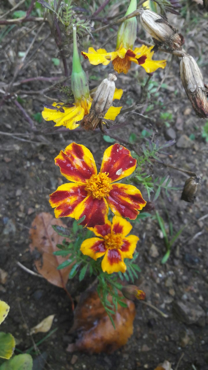 flower