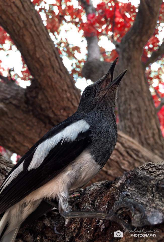 bird