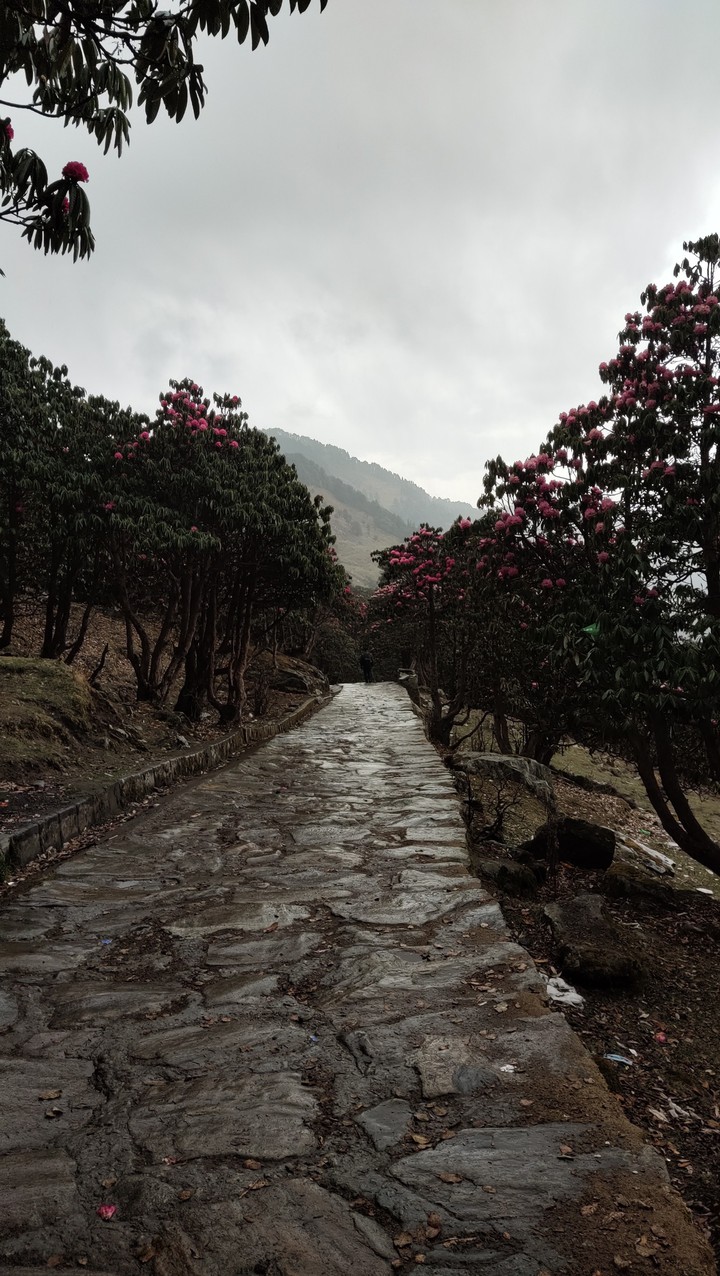 Tungnath Chopta Trek