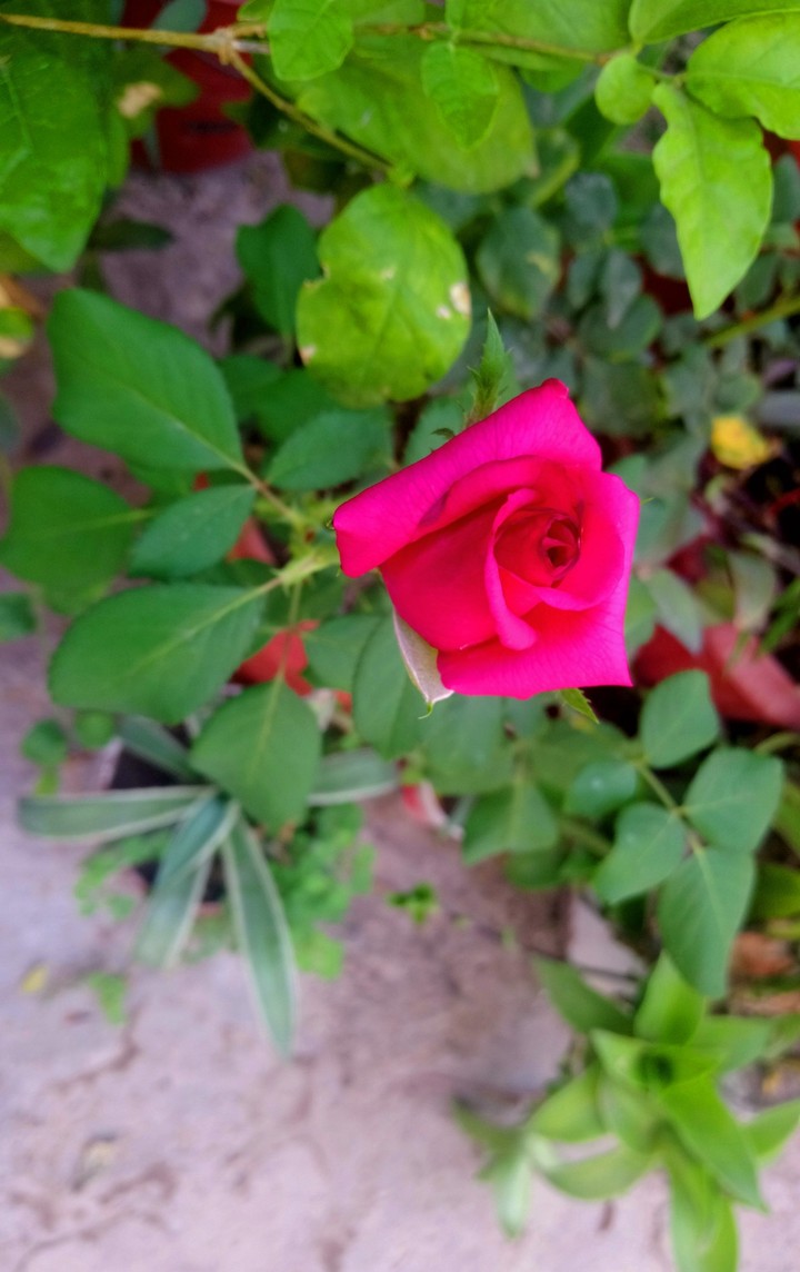 ROSA ROSADA, SAN LORENZO, GRO.