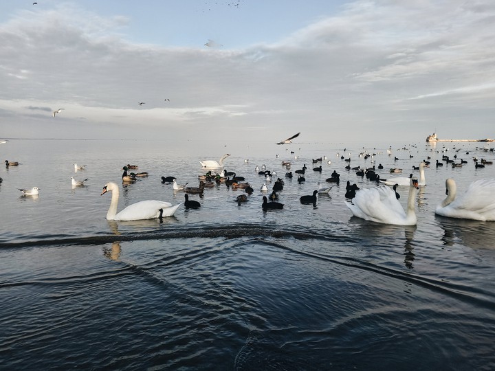 swans