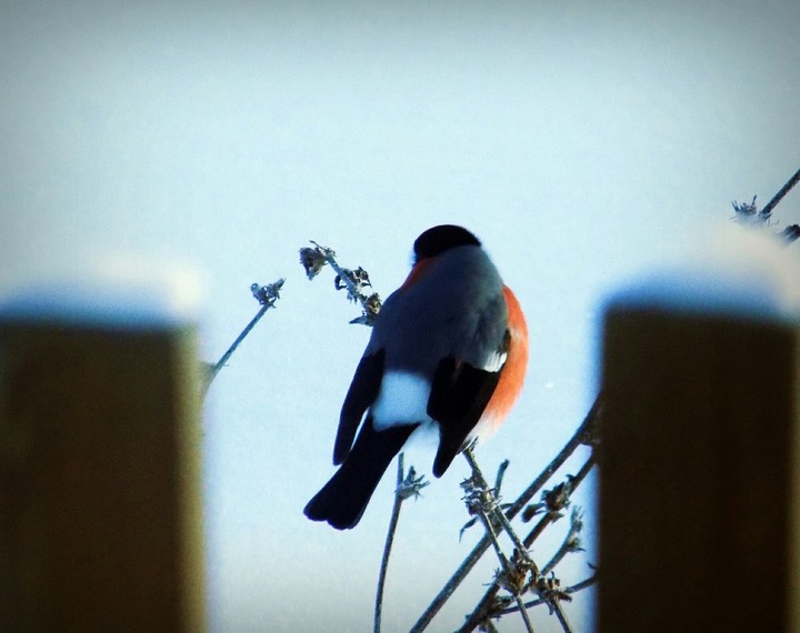 Bullfinch