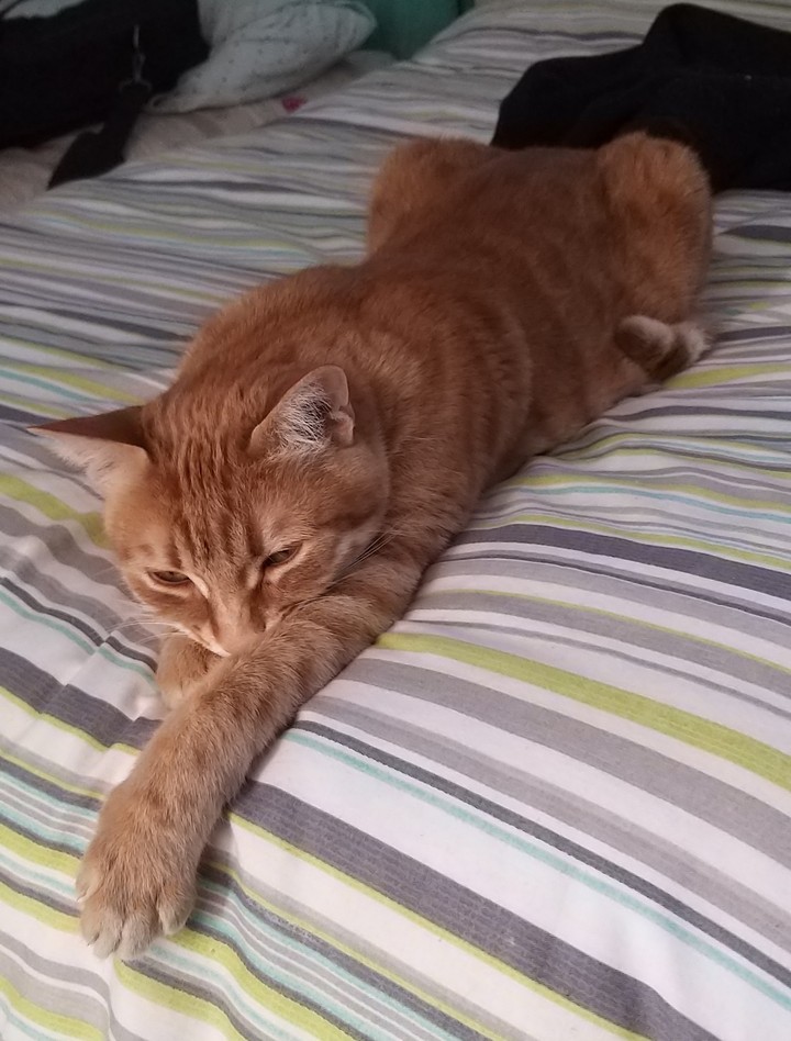 red cat