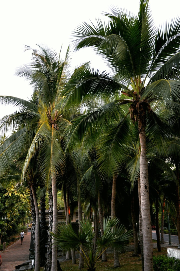 Palms