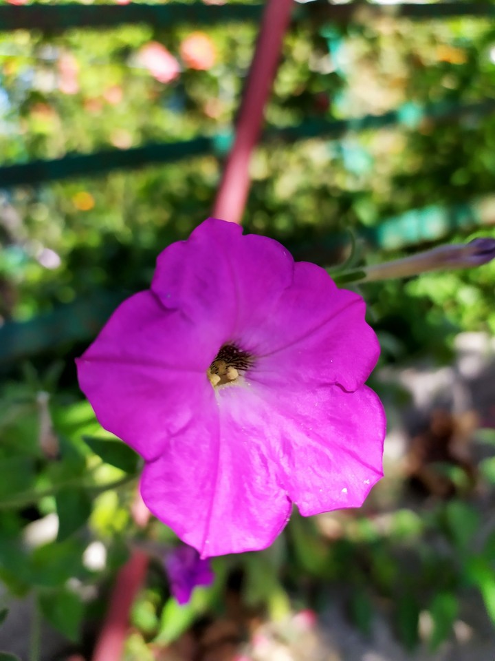 flouver