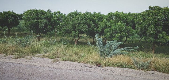 By the road