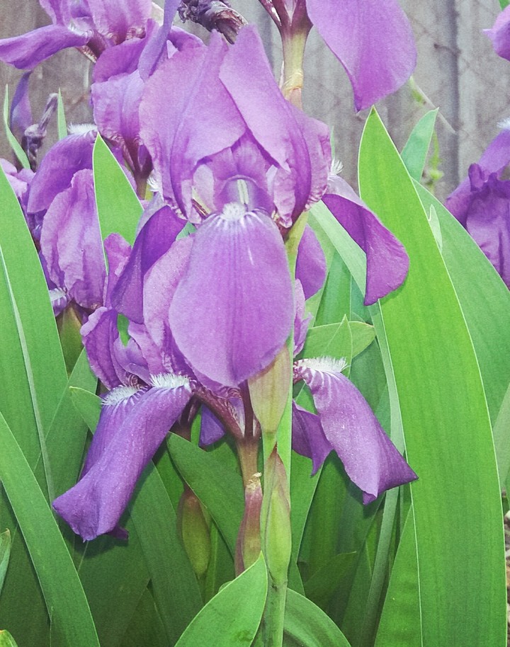 sping flower