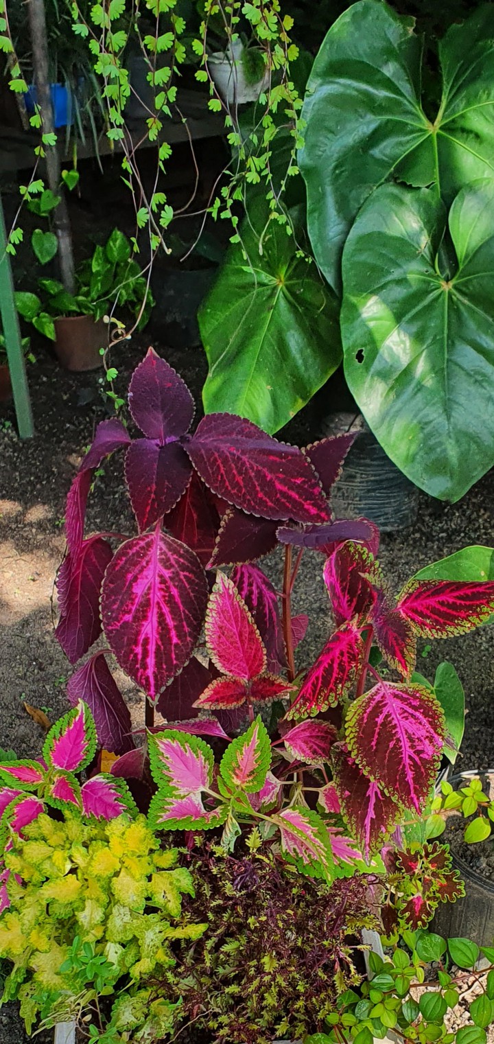 planta