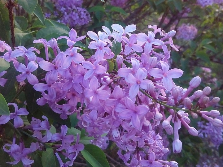 Lilac