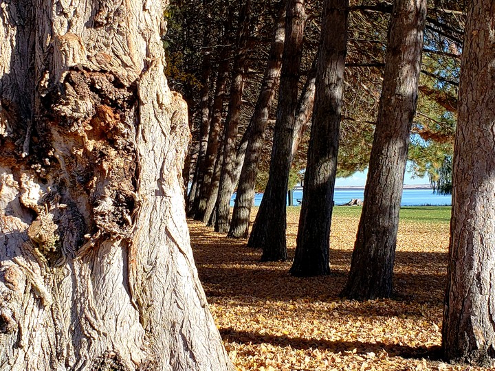 Leaf trail